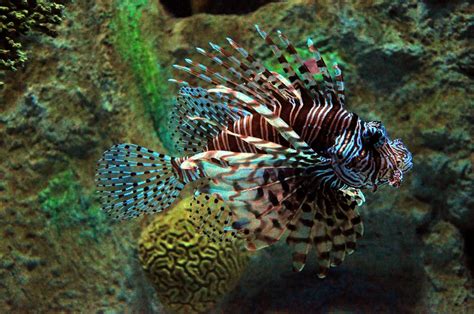 venomous fish|Venomous fish .